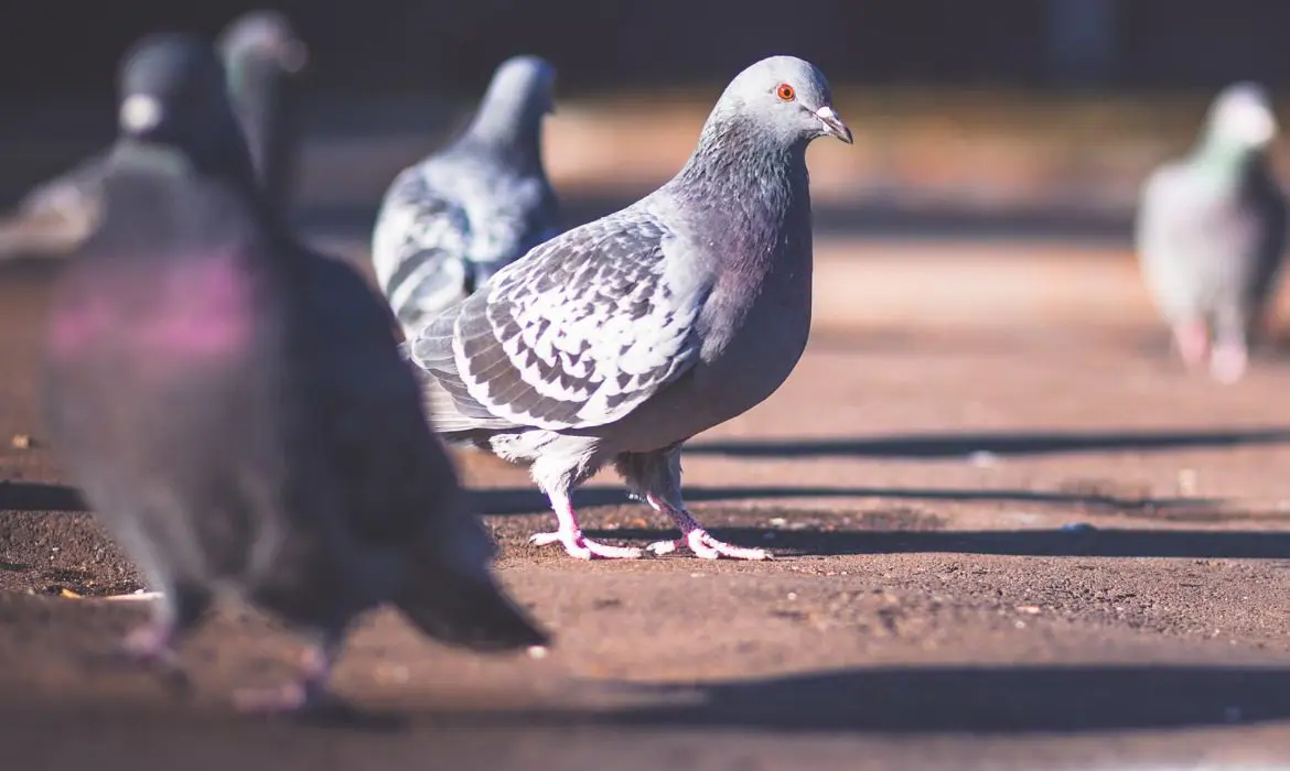 Bird Management Services