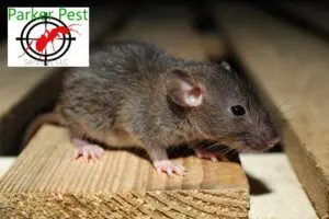 Your Action Plan to Get Rid of Santa Fe Rodents in Walls and Attics (Hint - Call Parker Pest Services When You Need Help)