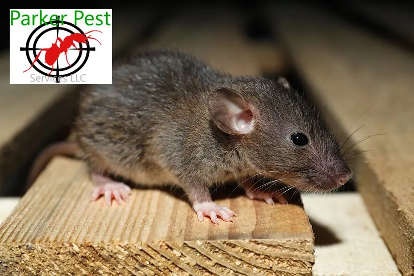 Your Action Plan to Get Rid of Santa Fe Rodents in Walls and Attics (Hint - Call Parker Pest Services When You Need Help)