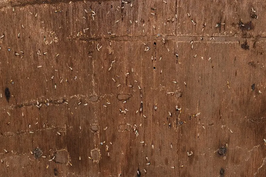 Santa Fe Termite Issues - Selling a Home with Termites - Facts to Be Knowledgeable About When You Have this Issue by Parker Pest Services