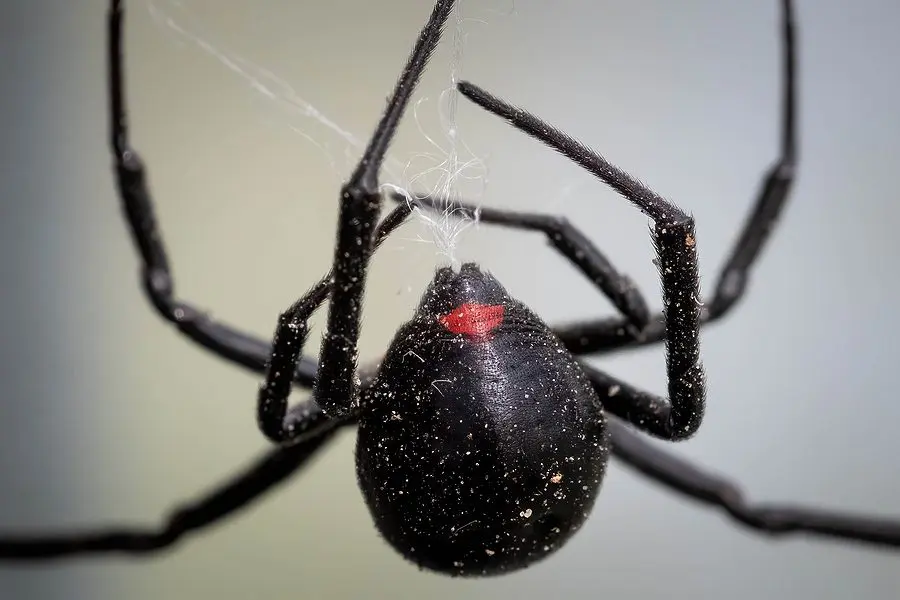 Nasty Spiders that May Just Freak You Out