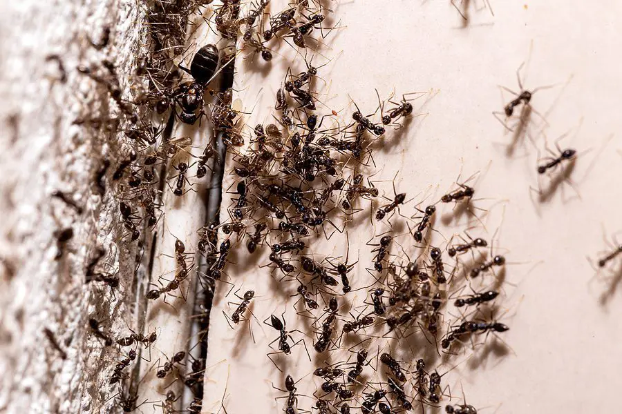 Dealing With an Ant Infestation Find Out Why You Have Ants and How to Get Rid of Them