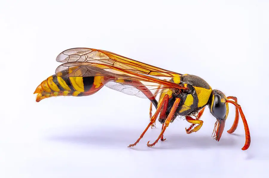 Bees and Wasps Identification Methods Everyone Should Know