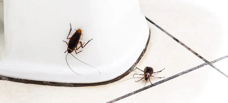 Causes of Cockroaches and How to Get Rid of Them