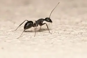 Reasons Why You Have Ants and How to Eradicate Them