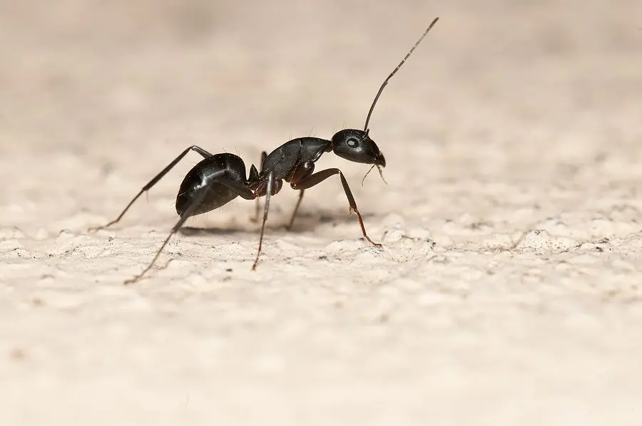 Reasons Why You Have Ants in the House and How to Eradicate Them