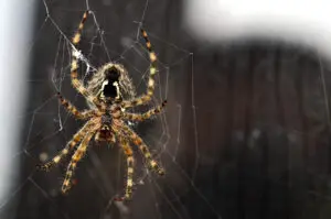 The Reasons Why You Need Professional Pest Control to Rid Your Santa Fe Home of Dangerous Brown Recluse and Black Widow Spiders