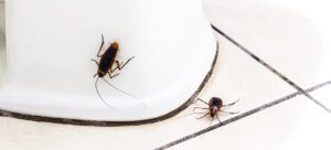 Santa Fe Cockroach Control - Why You Have Cockroaches in Your Home and How to Eliminate Them by Parker Pest Services 505-401-9380