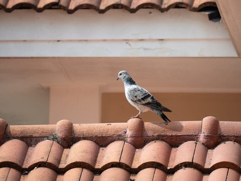 Santa Fe Pigeon Droppings Around Your Home are Dangerous to Your Health