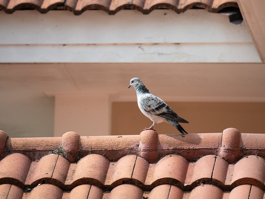 Santa Fe Pigeon Droppings Around Your Home are Dangerous to Your Health- Here's Why by Parker Pest Services 505-401-9380 a