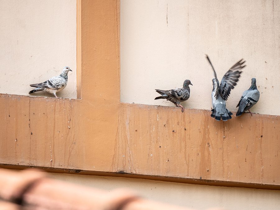 Santa Fe Pigeon Droppings Around Your Home are Dangerous to Your Health- Here's Why  by Parker Pest Services 505-401-9380 b