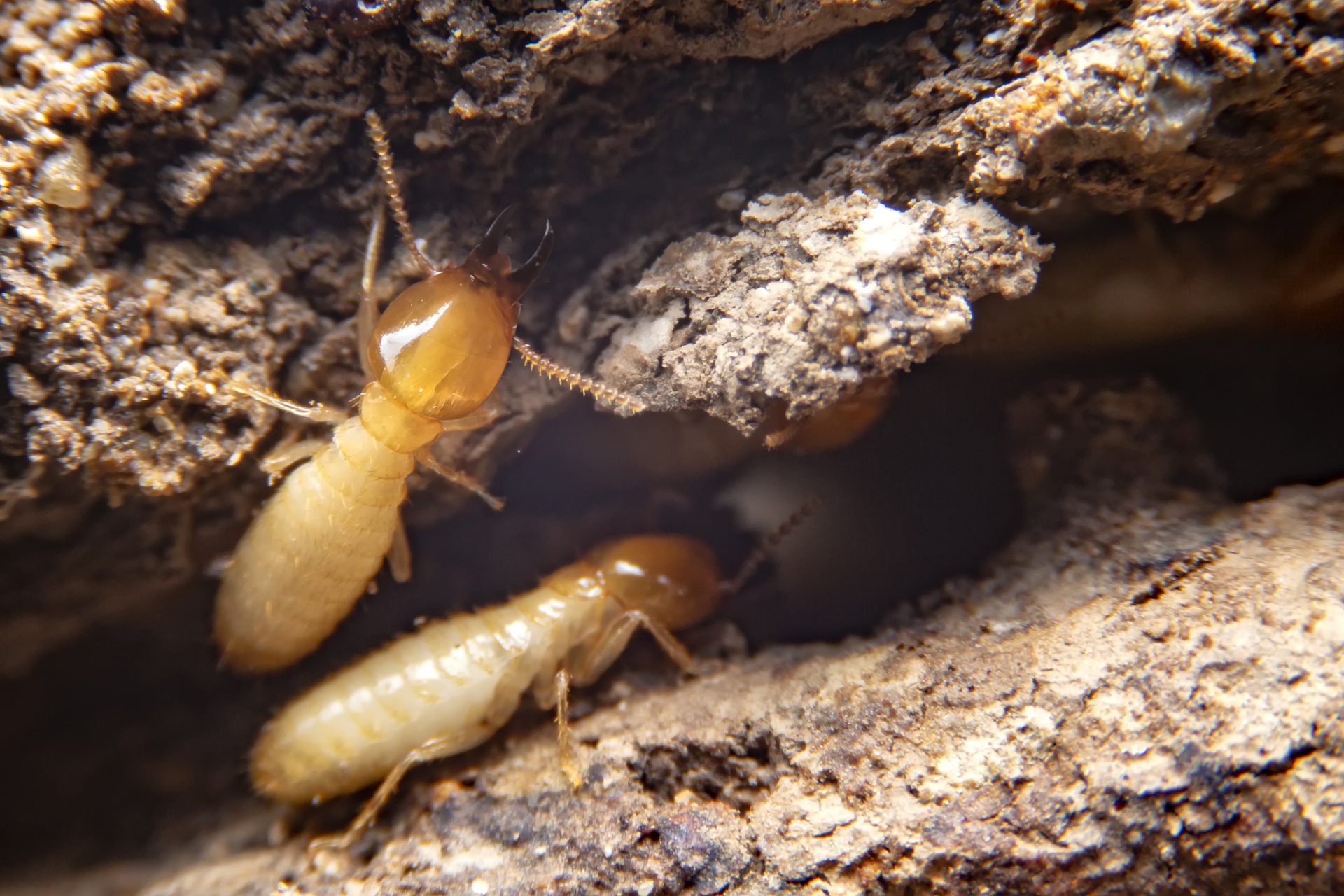 Termite Inspection Service by Parker Pest Services 505-401-9380