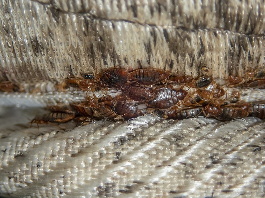 Bed Bug Pest Control Los Alamos NM by Parker Pest Services