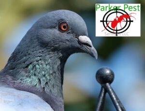 Santa Fe Pigeon Control - Steps to Follow to Keep Pigeons Away from Your Santa Fe Home