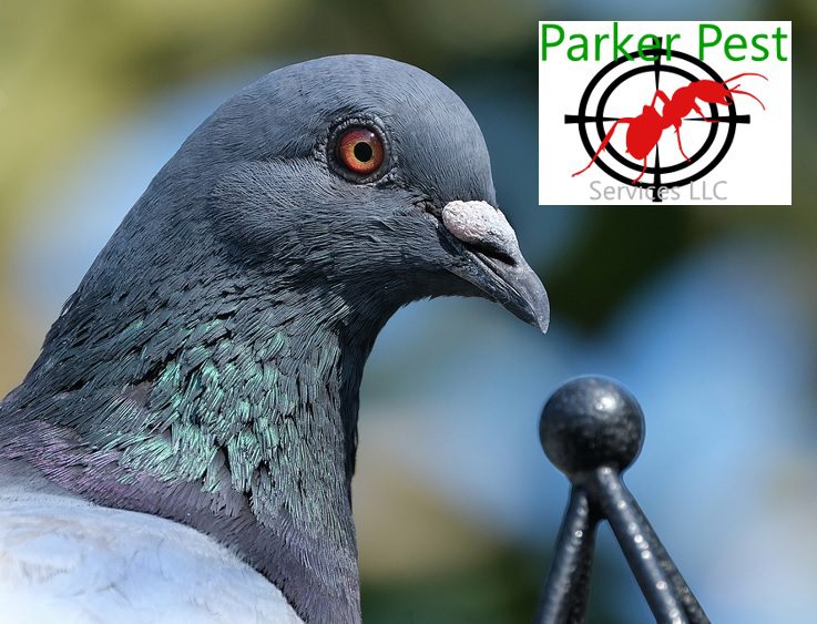 Santa Fe Pigeon Control - Steps to Follow to Keep Pigeons Away from Your Santa Fe Home