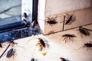 Where Do Cockroaches Like to Hide in Santa Fe Homes by Parker Pest Services - 2