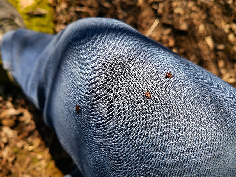 Identifying Ticks and Learning the Health Threats this Nasty Arachnid Poses by Parker Pest Services