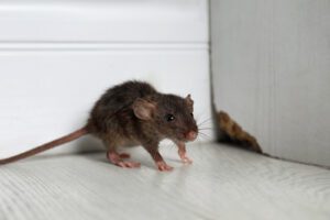 Santa Fe Rodent Control - Simple Steps Santa Fe Homeowners Can Follow For Mouse and Rat Infestation Prevention by Parker Pest Services