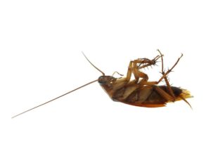 Roaches in Your Santa Fe Home