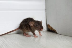 Mice are a tricky problem to tackle. They're surprisingly smart and wily, so setting traps may not always be the most effective solution. Plus, if you have pets or little ones running around your house, leaving out poison bait isn't an option! So what's the best way to get rid of these pesky critters? Call in the professionals at Parker Pest Services right away!