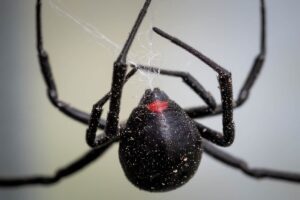 Actions to Take if You Find a Poisonous Spider