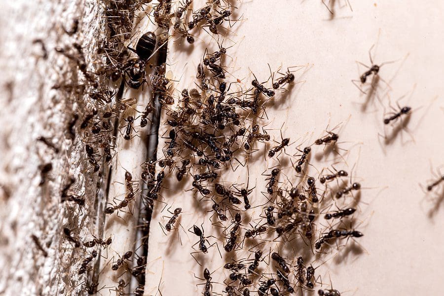 Dealing With an Ant Infestation? Find Out Why You Have Ants and How to