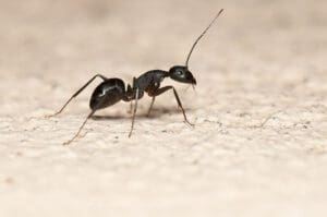 Facts Every Homeowner Should Know About Carpenter Ants