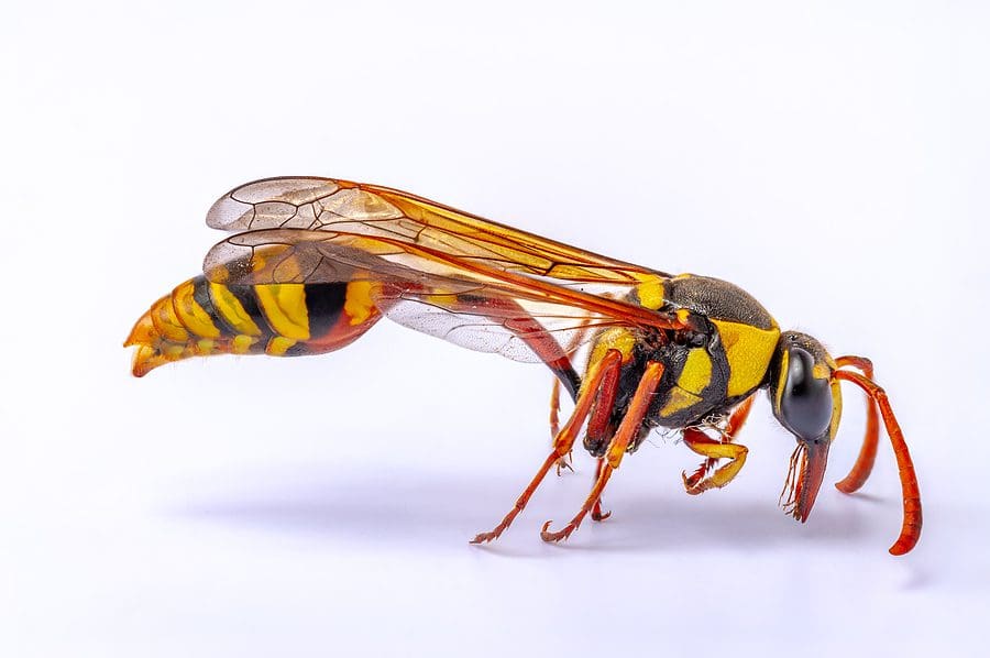 Bees and Wasps Identification Methods Everyone Should Know Parker