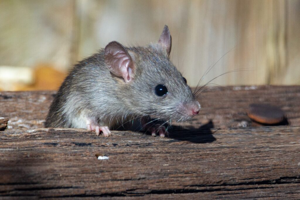 How to Prevent Rodent Infestation