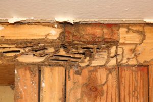 Reasons a Termite Inspection is Critical Before Buying a Home