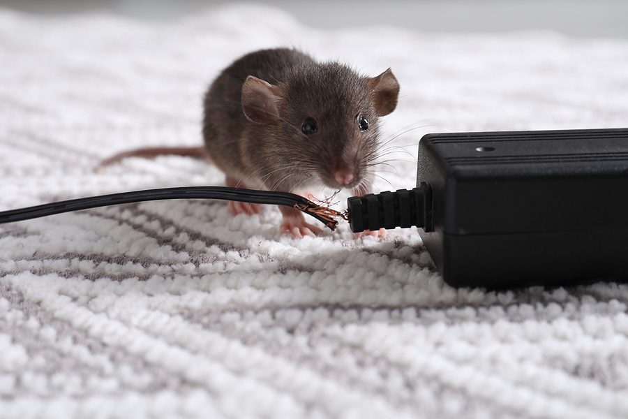 Tips How to Keep Mice Out of Your Santa Fe House Winter 2023