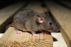 What to do When a Mouse is in Your Santa Fe House
