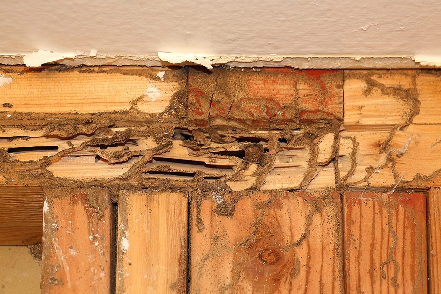 Why A Home Termite Inspection is a Must Before a Home Closing Purchase