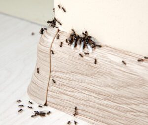 Ant Infestation — Solutions Causes_ Prevention_ and Effective Removal Techniques