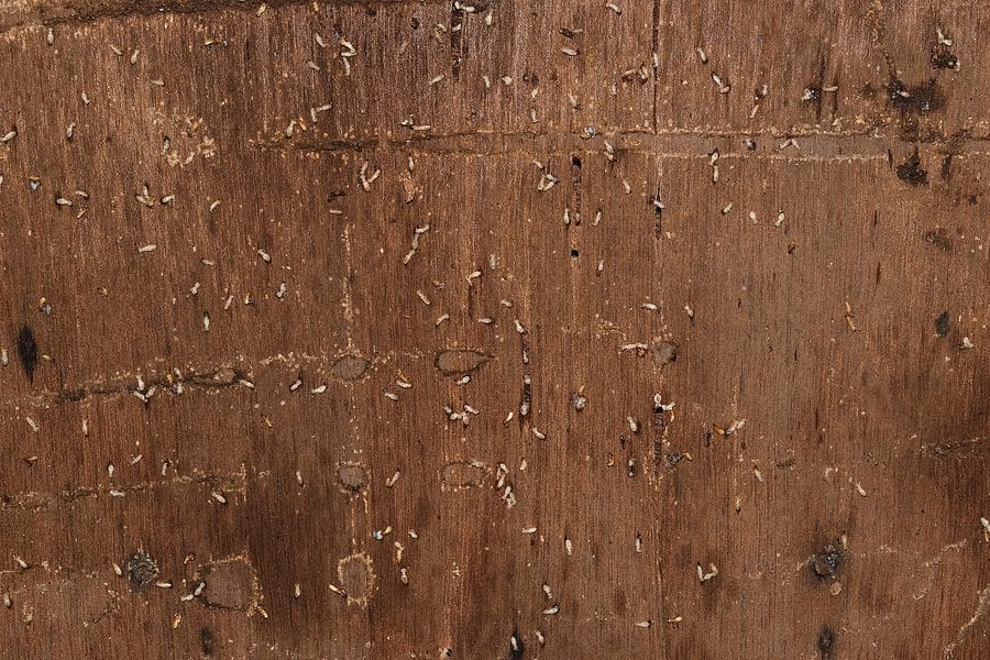 Santa Fe Termites - Top Ten Reasons You Need to Deal with Termites Immediately