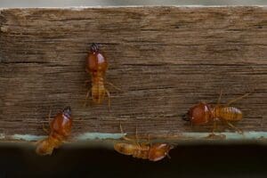 The Top Ten Reasons to Get a Termite Inspection Before Buying a Home in Santa Fe